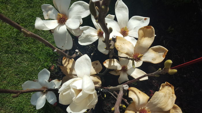 2016 - Magnolia Alba superba -evolutie 2012