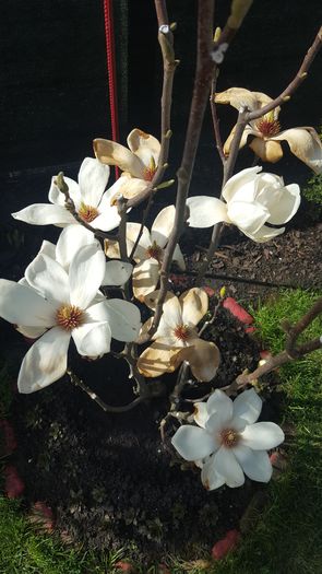 2016 - Magnolia Alba superba -evolutie 2012