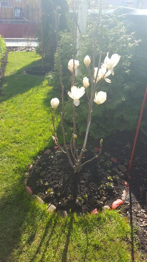 2016 - Magnolia Alba superba -evolutie 2012