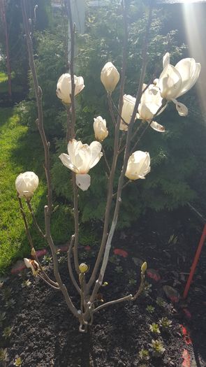 2016 - Magnolia Alba superba -evolutie 2012