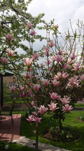 2016 - Magnolia HEAVEN SCENT pe tulpina inalta -evolutie 2011