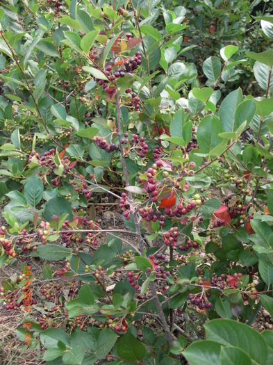 Aronia in parg 2806