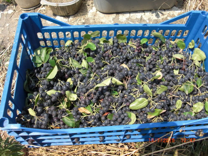 Aronia recolta iulie