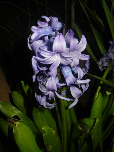 Hyacinth Delft Blue (2016, April 02)