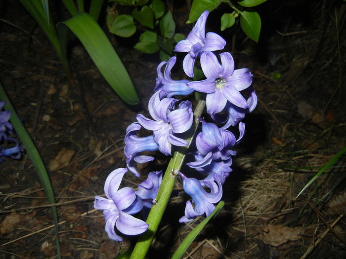 Hyacinth Delft Blue (2016, April 02)