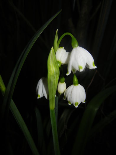 Leucojum aestivum (2016, April 02) - GHIOCEI_Leucojum aestivum