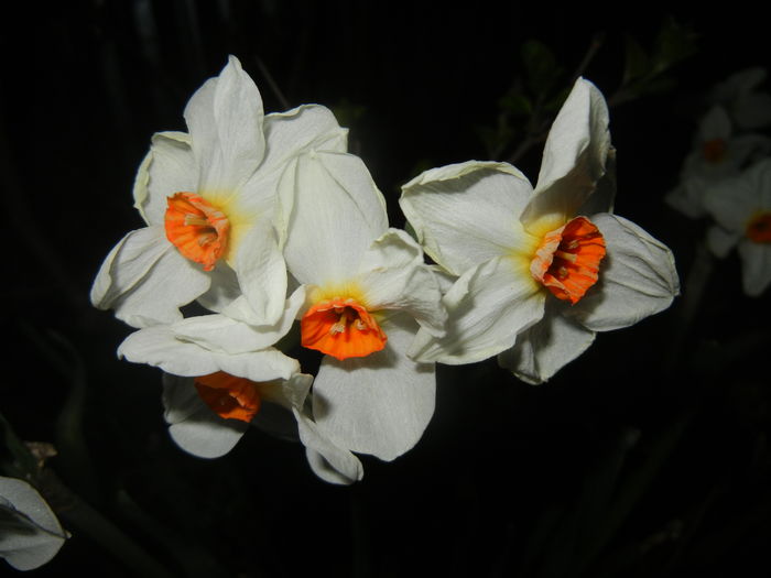 Narcissus Geranium (2016, April 02) - Narcissus Geranium