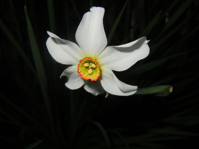 Narcissus Pheasants Eye (2016, April 02) - Narcissus Pheasants Eye