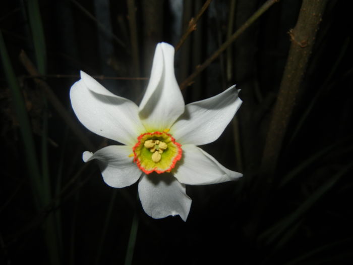 Narcissus Pheasants Eye (2016, April 02) - Narcissus Pheasants Eye