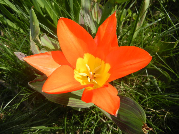 Tulipa Juan (2016, April 03) - Tulipa Juan