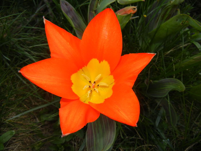 Tulipa Juan (2016, April 05) - Tulipa Juan