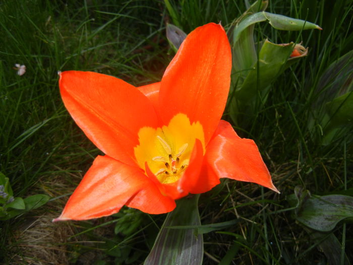 Tulipa Juan (2016, April 06) - Tulipa Juan