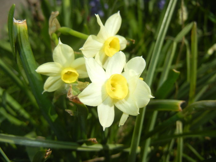 Narcissus Minnow (2016, April 03)