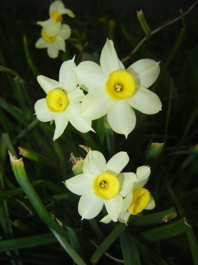 Narcissus Minnow (2016, April 05) - Narcissus Minnow