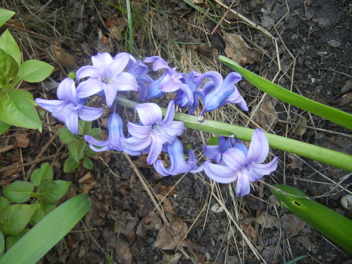 Hyacinth Delft Blue (2016, April 03) - Hyacinth Delft Blue