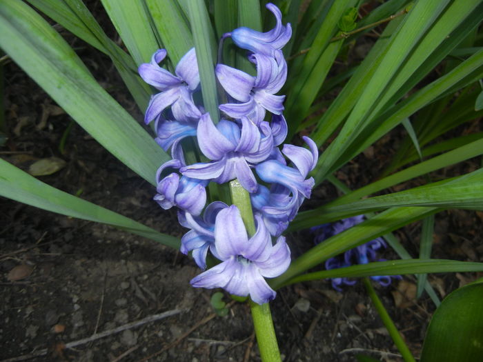 Hyacinth Delft Blue (2016, April 03)