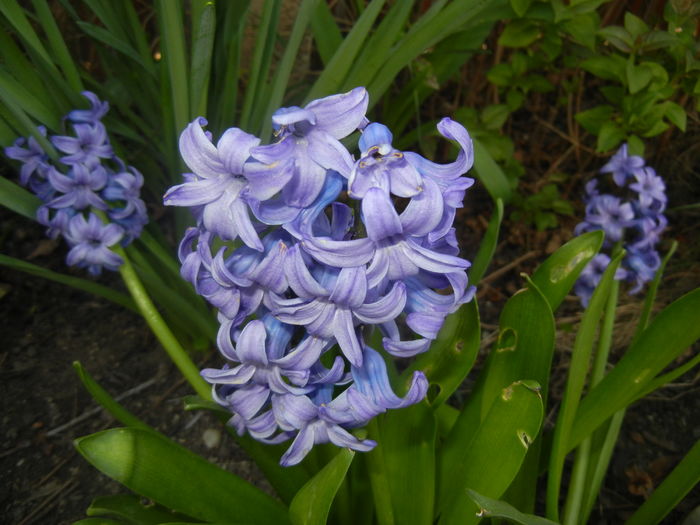 Hyacinth Delft Blue (2016, April 03)