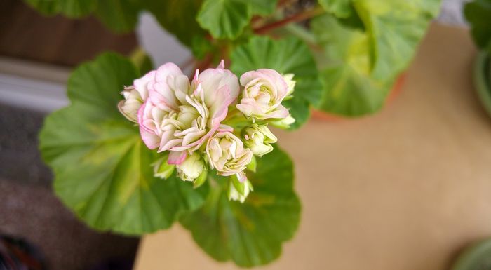 Happy appleblossom - Muscate