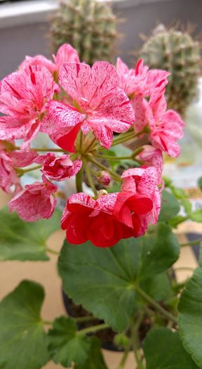 12998748_1295668330462816_8509822651231234298_n