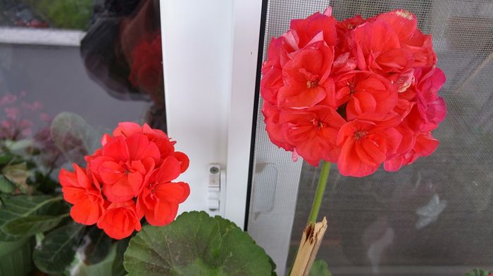 13001063_1295668207129495_4913580407522174805_n