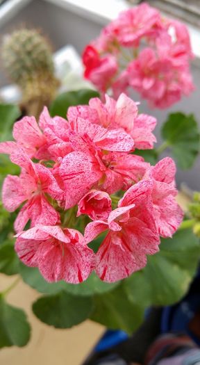 13012621_1295668367129479_4557561405556430393_n