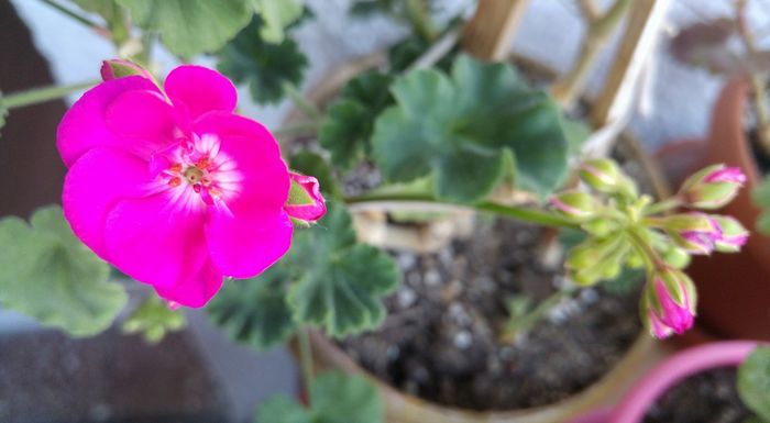 12936623_1294220993940883_7727466435489643455_n