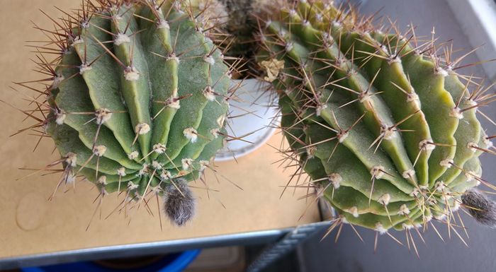 13006592_1295668287129487_5090268124409621202_n