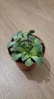 Titanopsis calcarea