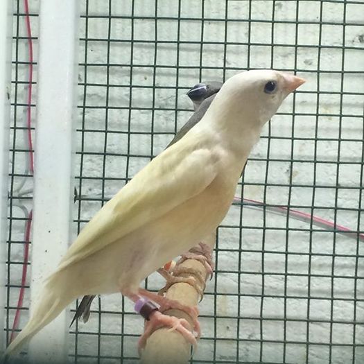 10852855_948974525181482_1449409444_n