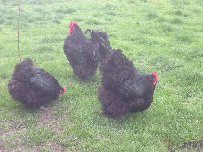 image - G ORPINGTON NEGRU