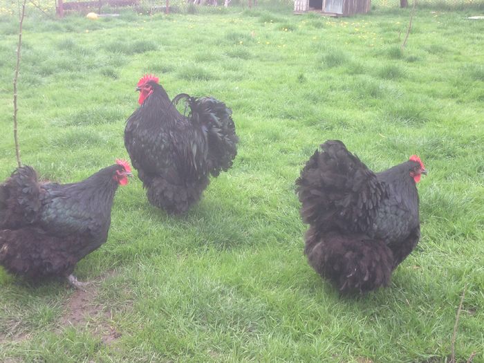 image - G ORPINGTON NEGRU