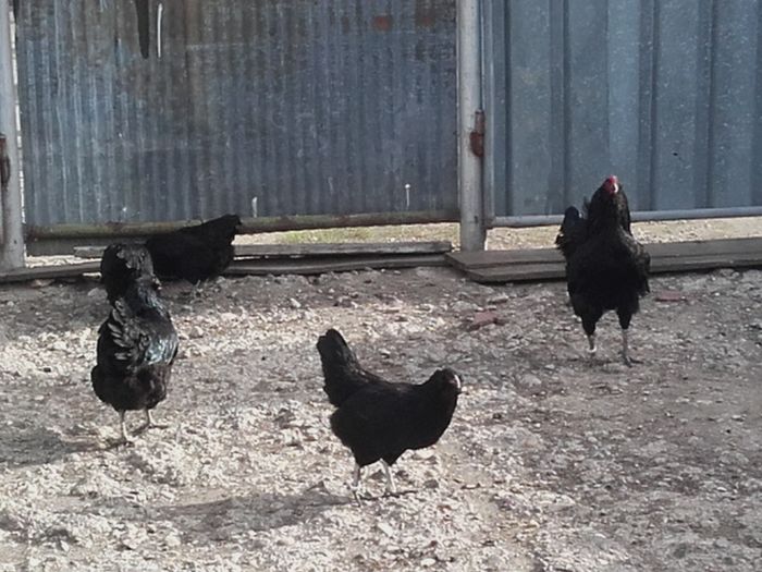 20160406_095125 - ameraucana varietati  2016