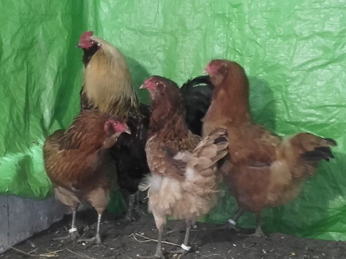 20160406_100421 - ameraucana varietati  2016