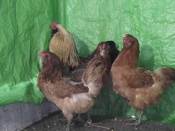 20160406_100429 - ameraucana varietati  2016