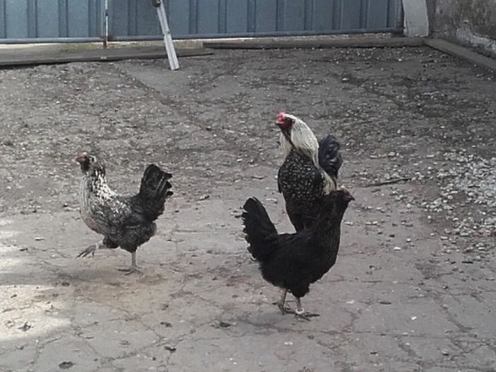 20160406_103240 - ameraucana varietati  2016
