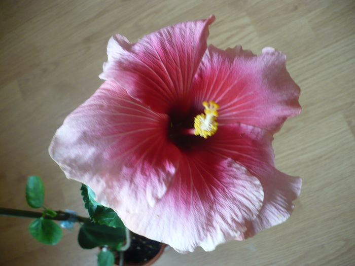 P1250736