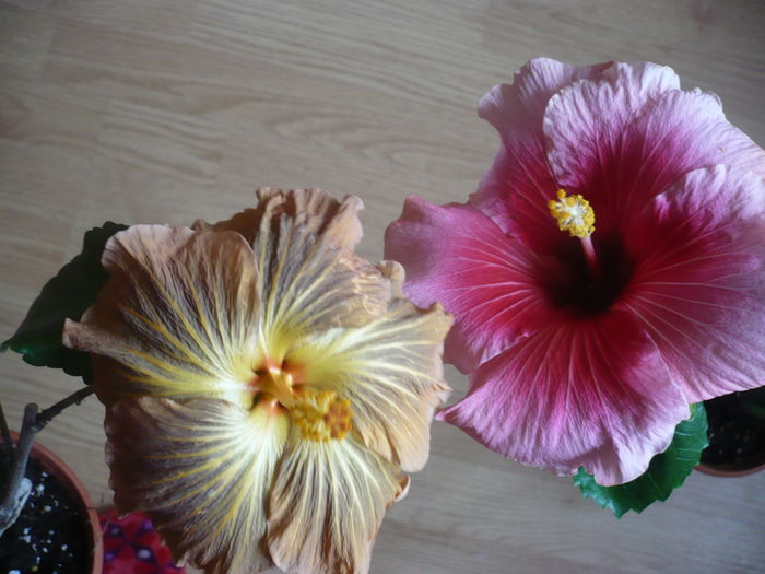 P1250737