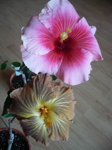 P1250743