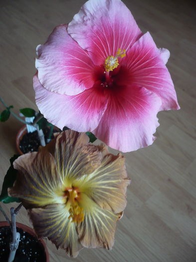 P1250744