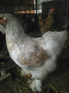 1460464820083; 100 lei
