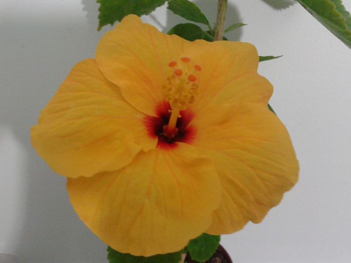 20160412_064507 - Hibiscus Jim Hendry