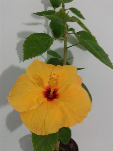 20160412_064459 - Hibiscus Jim Hendry