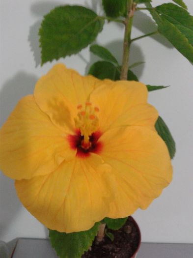 20160412_064447 - Hibiscus Jim Hendry