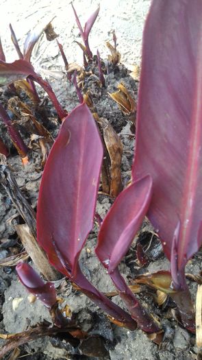 P_20160412_183610 - Flori canna indica 2016-