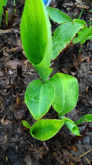 P_20160412_183425 - Flori canna indica 2016-