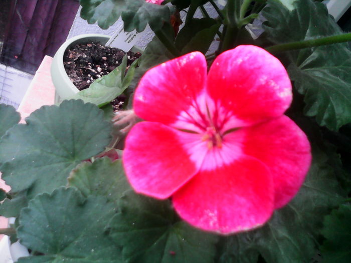 IMG_20160412_143933; Zonala
