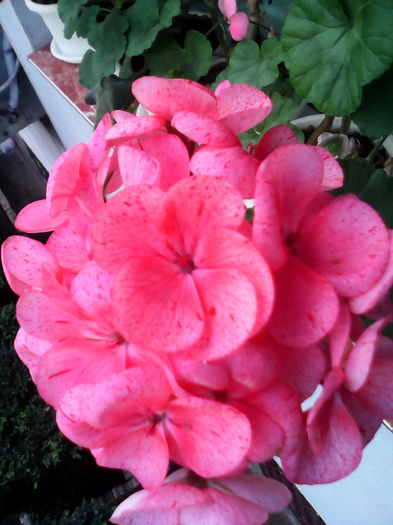 IMG_20160412_150743; Zonala
