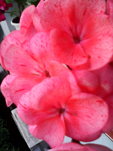 IMG_20160412_150807; Zonala
