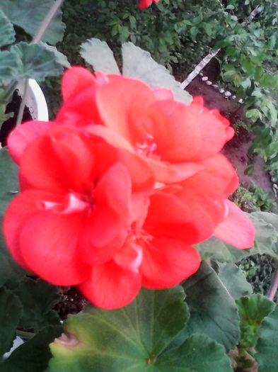 IMG_20160412_150849; Zonala
