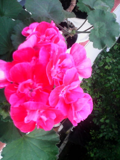 IMG_20160412_150919; Zonala
